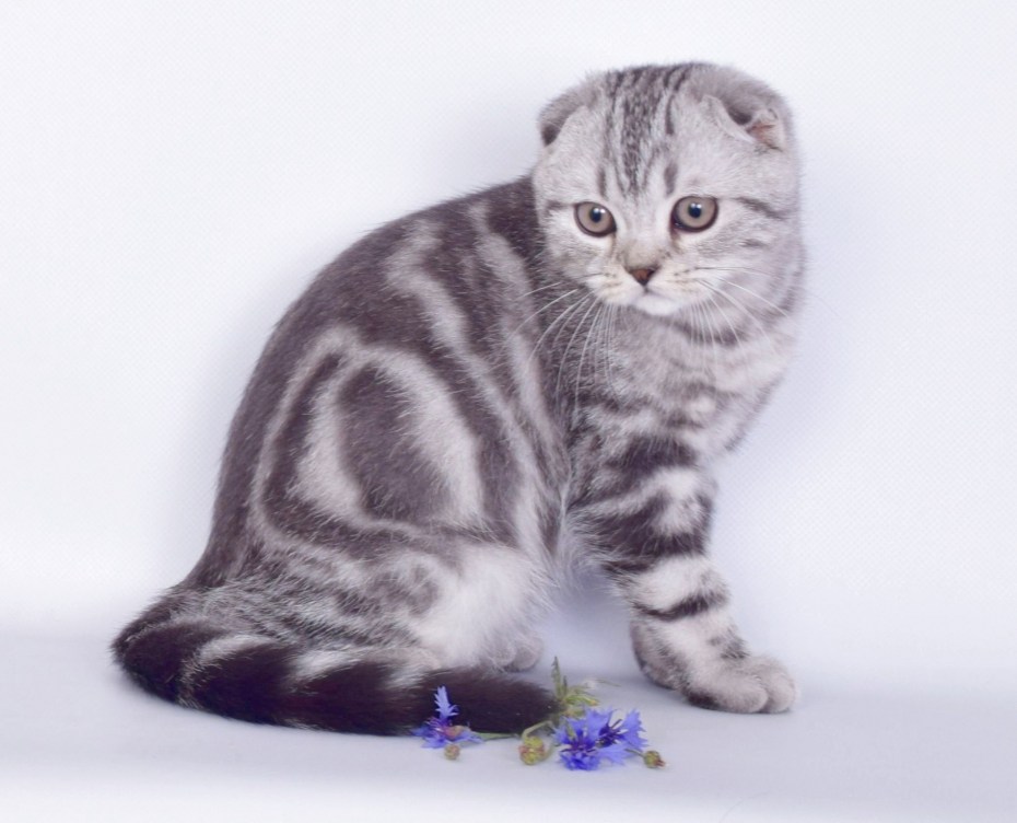 Котята скоттиш страйт вислоухие