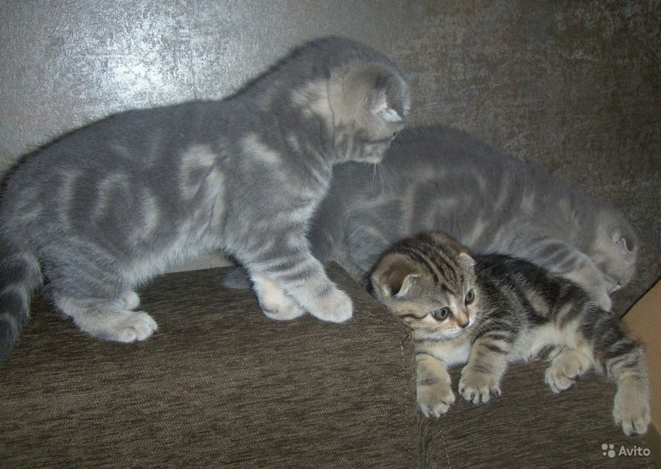 Шотландская вислоухая кошка мраморный табби