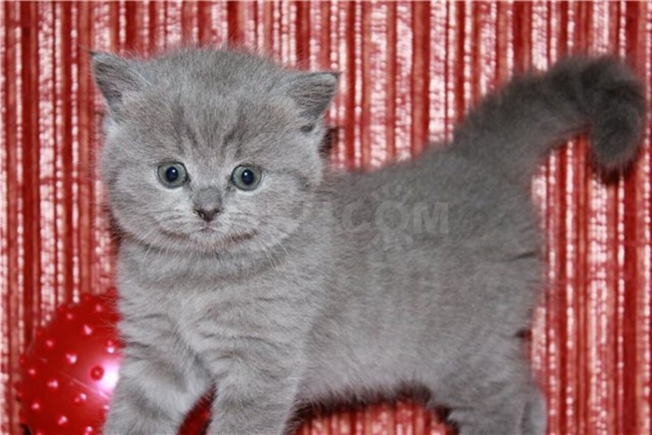 Шотландская котенок фолд вискас