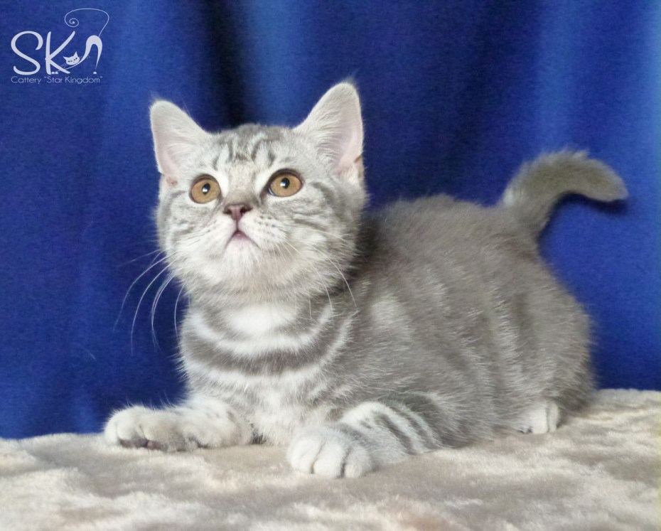 Шотландские котята голубые скоттиш страйт