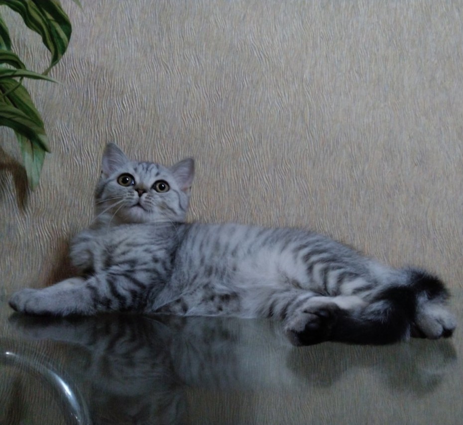Британский прямоухий кот мраморный