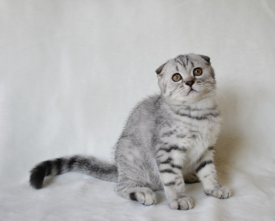 Шотландская вислоухая кошка вискас