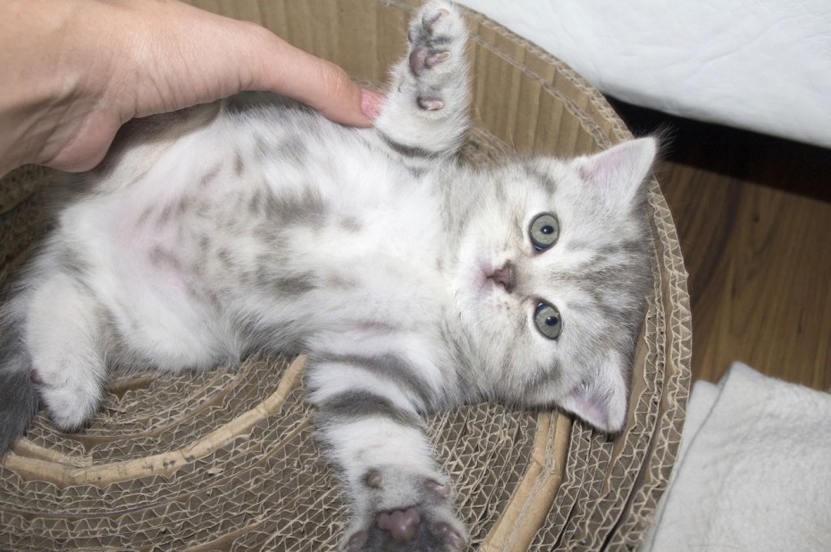 Котята Браун табби с белыми лапками 1 месяц