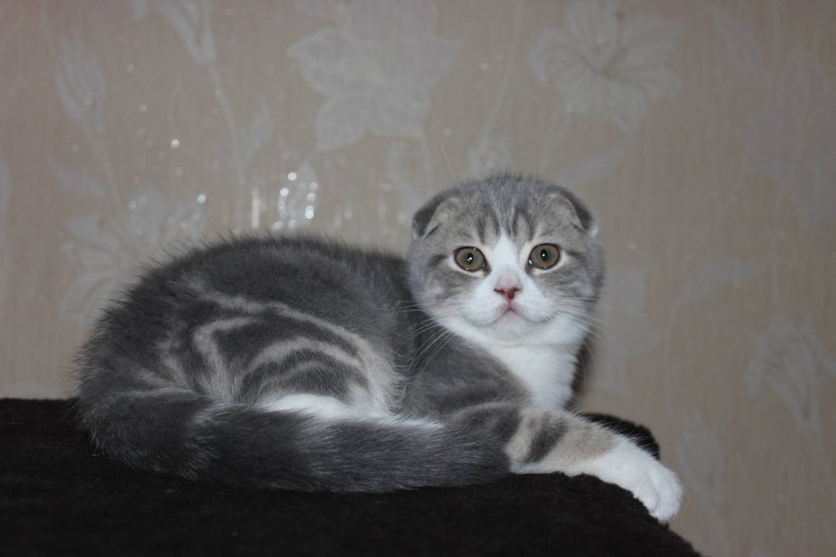 Шотландские котята страйт голубой мрамор