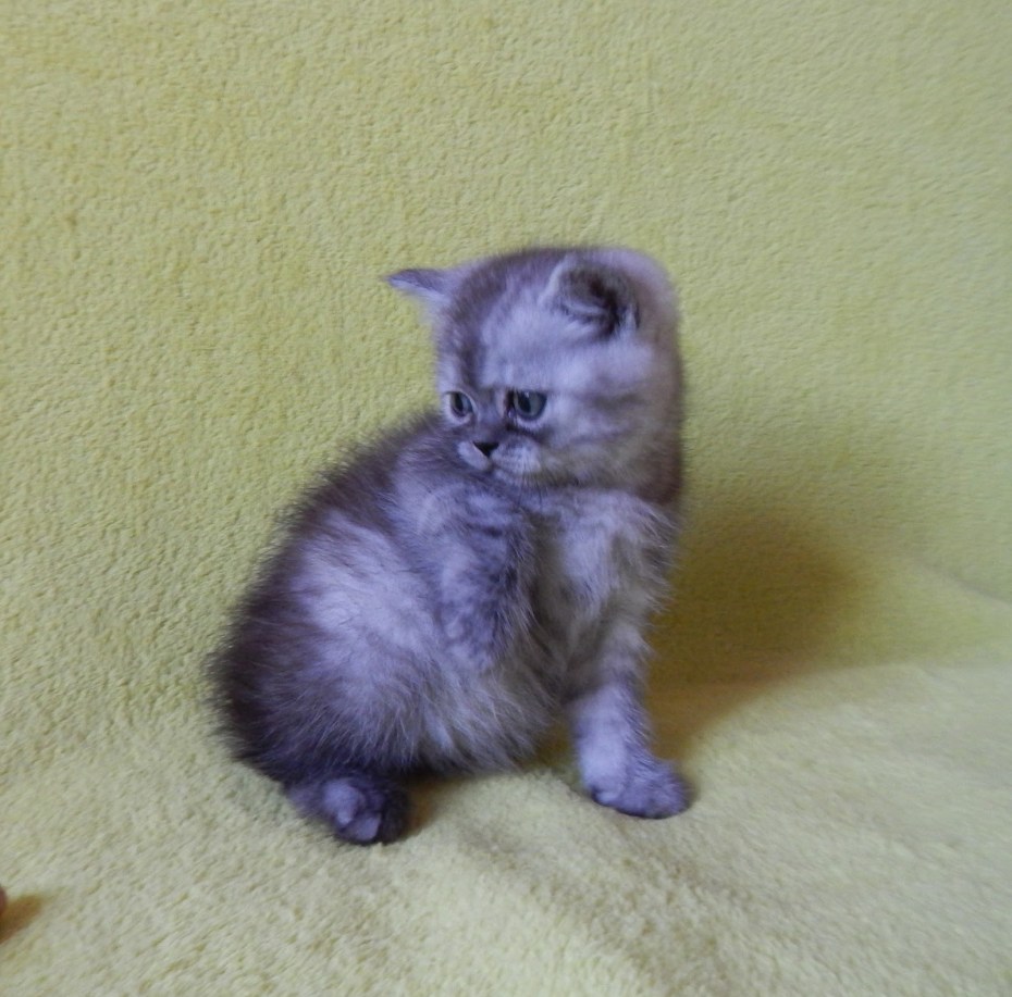 Шотландская вислоухая кошка серебристый табби