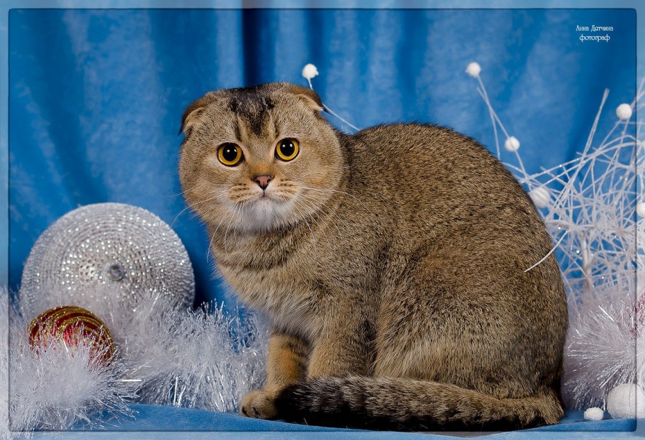 Авито котята