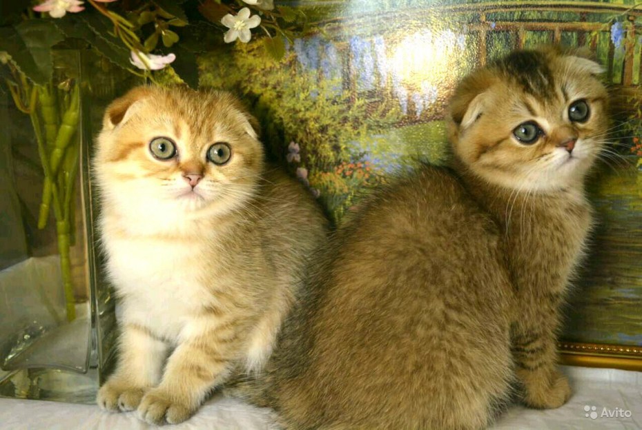 Шотландская кошка ny25