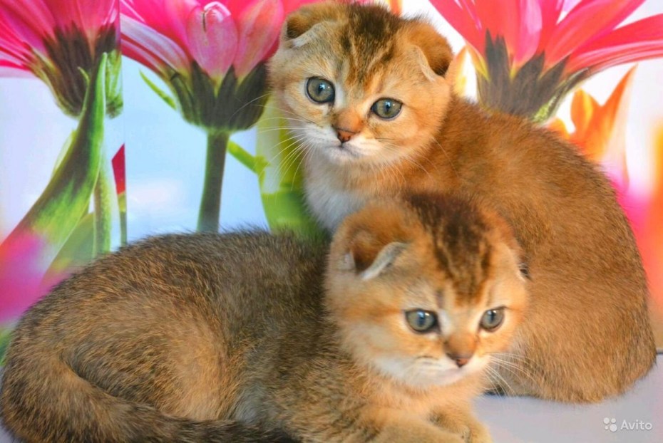 Скоттиш фолд Золотая шиншилла