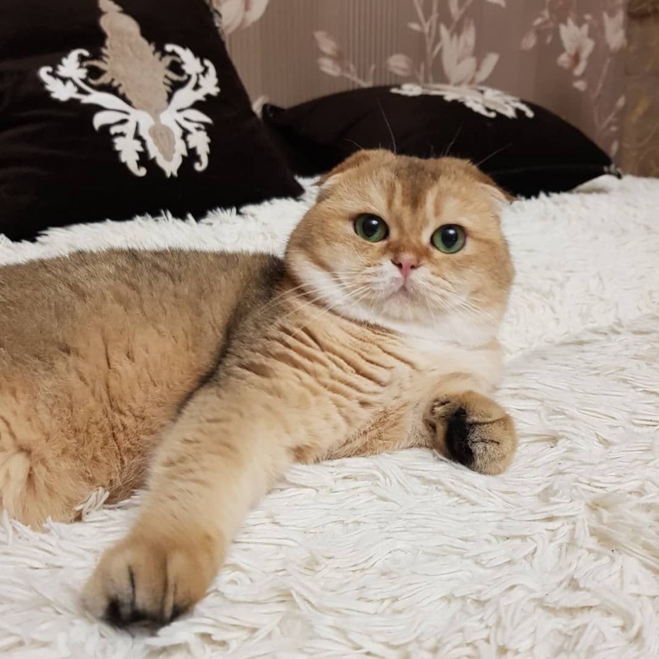 Купить Шотландские вислоухие котята золотистого окраса