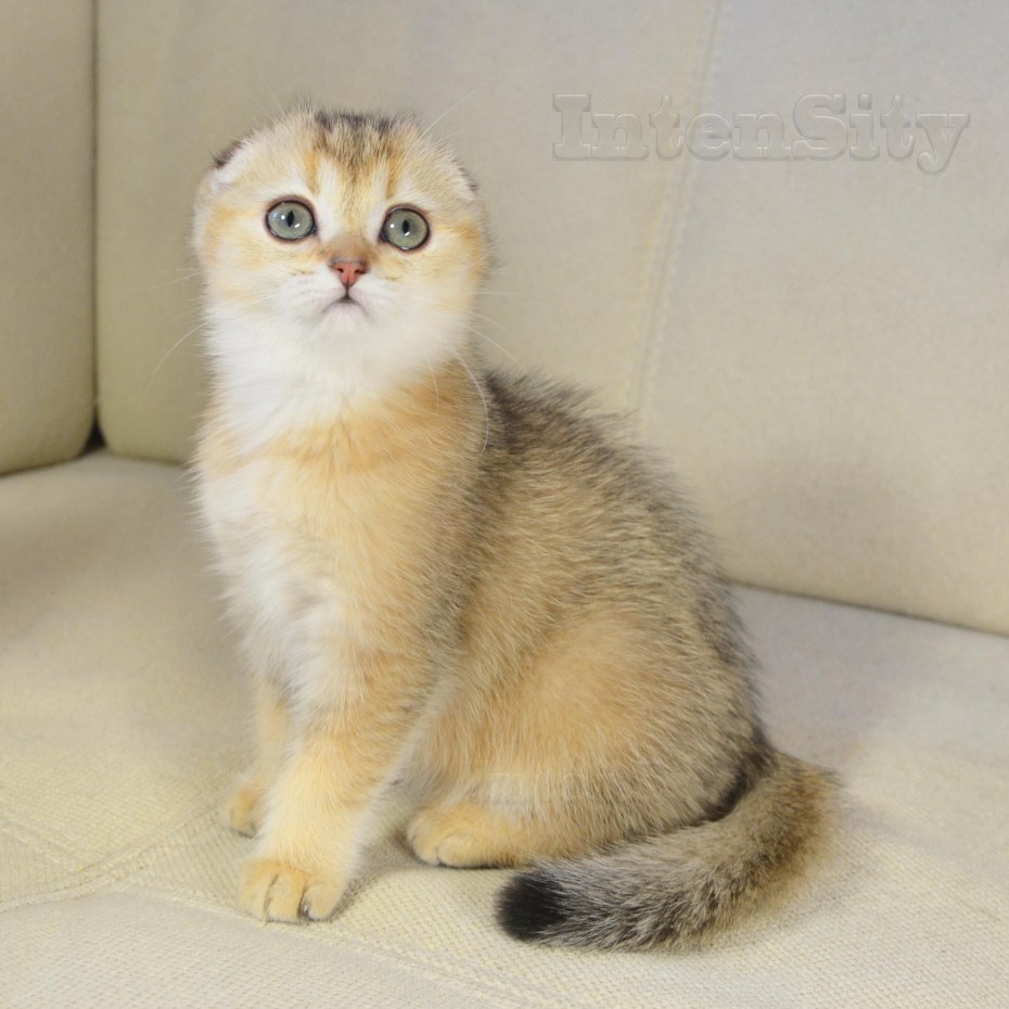 Вислоухая кошка золотой мрамор