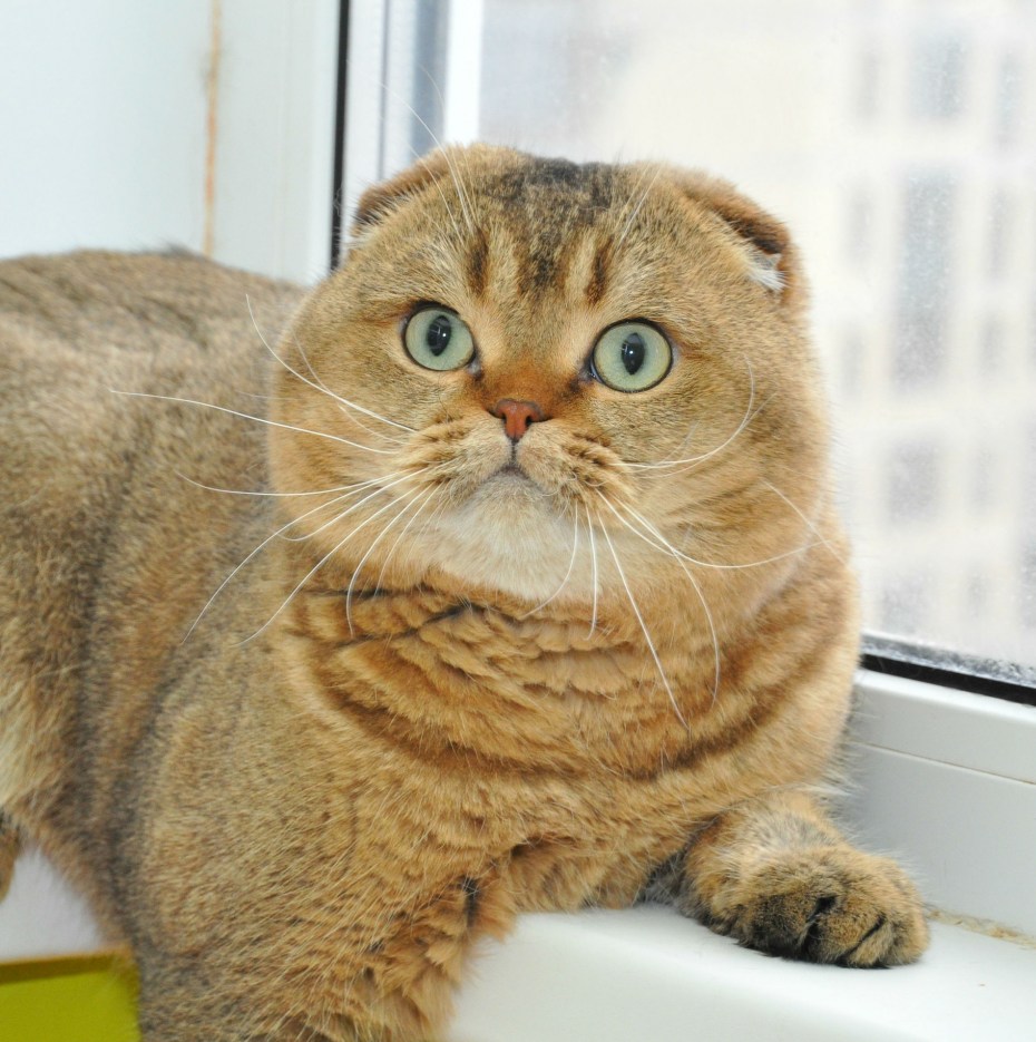 Скоттиш фолд Золотая шиншилла