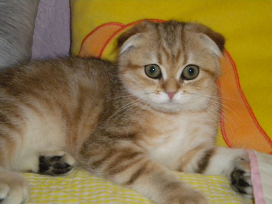Золотой шотландец кот