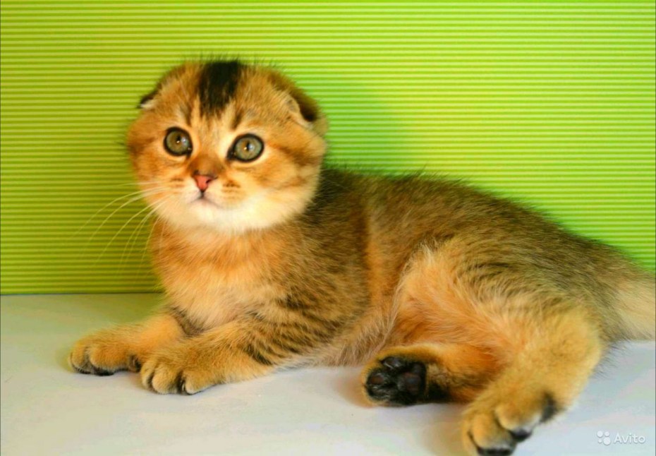 Однопометные котята короткошерстные золотые вислоухие