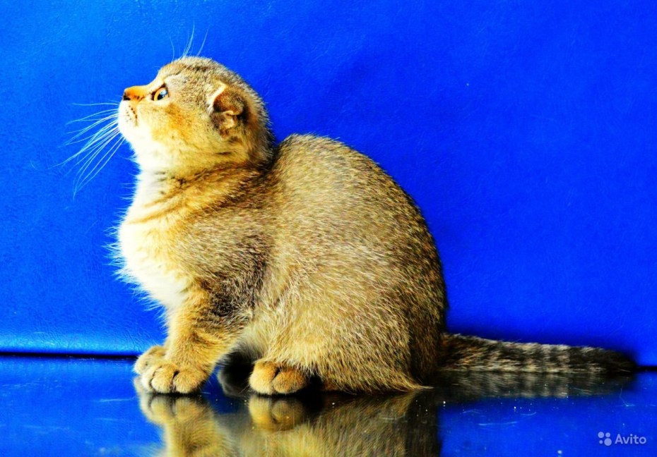 Котята зеленоглазый вислоухий