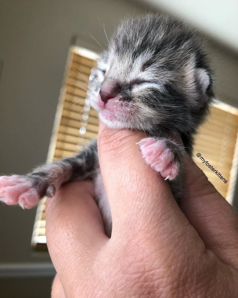 Новорожденный котенок
