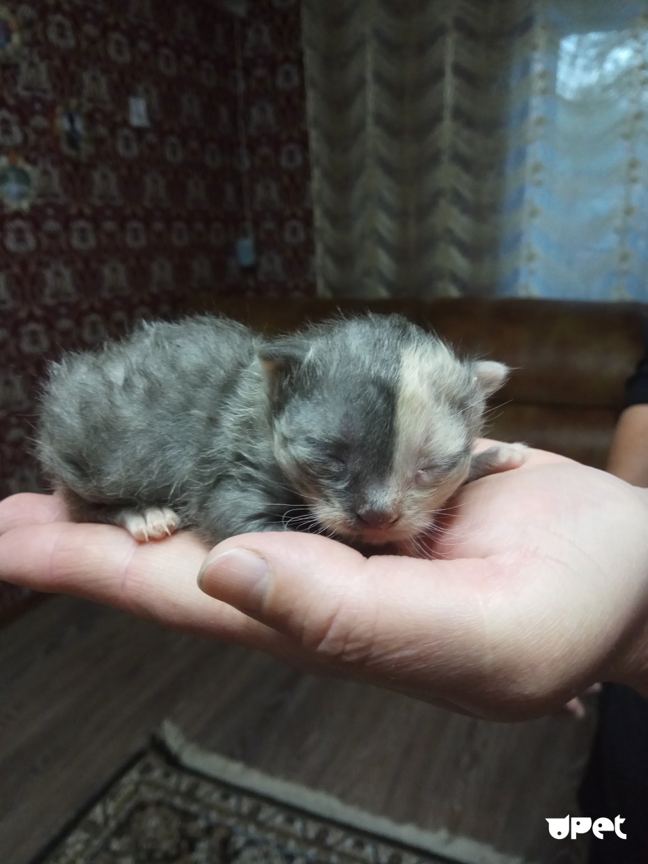 Котенок с двумя мордочками