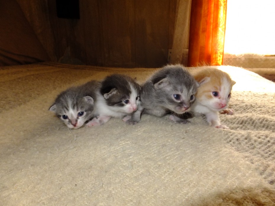 Новорожденный котенок