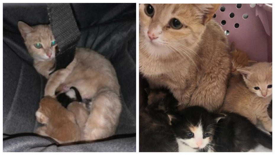 Новорожденный котенок