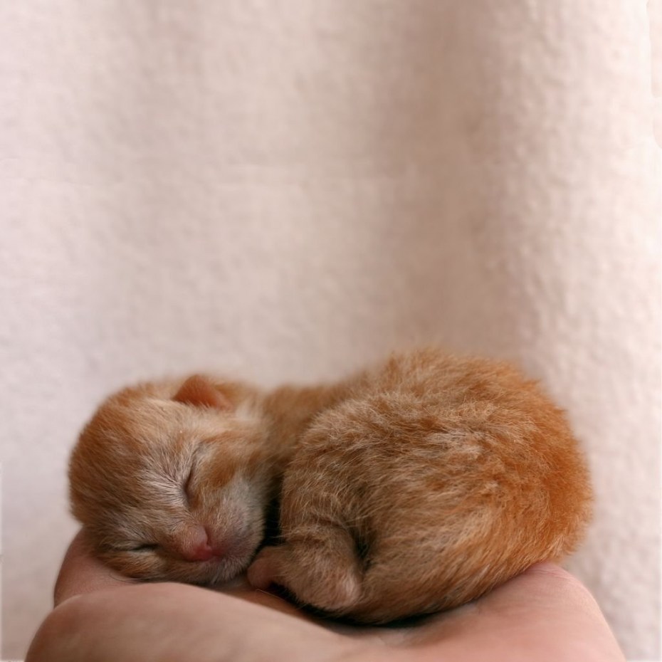 Котята маленькие Слепые