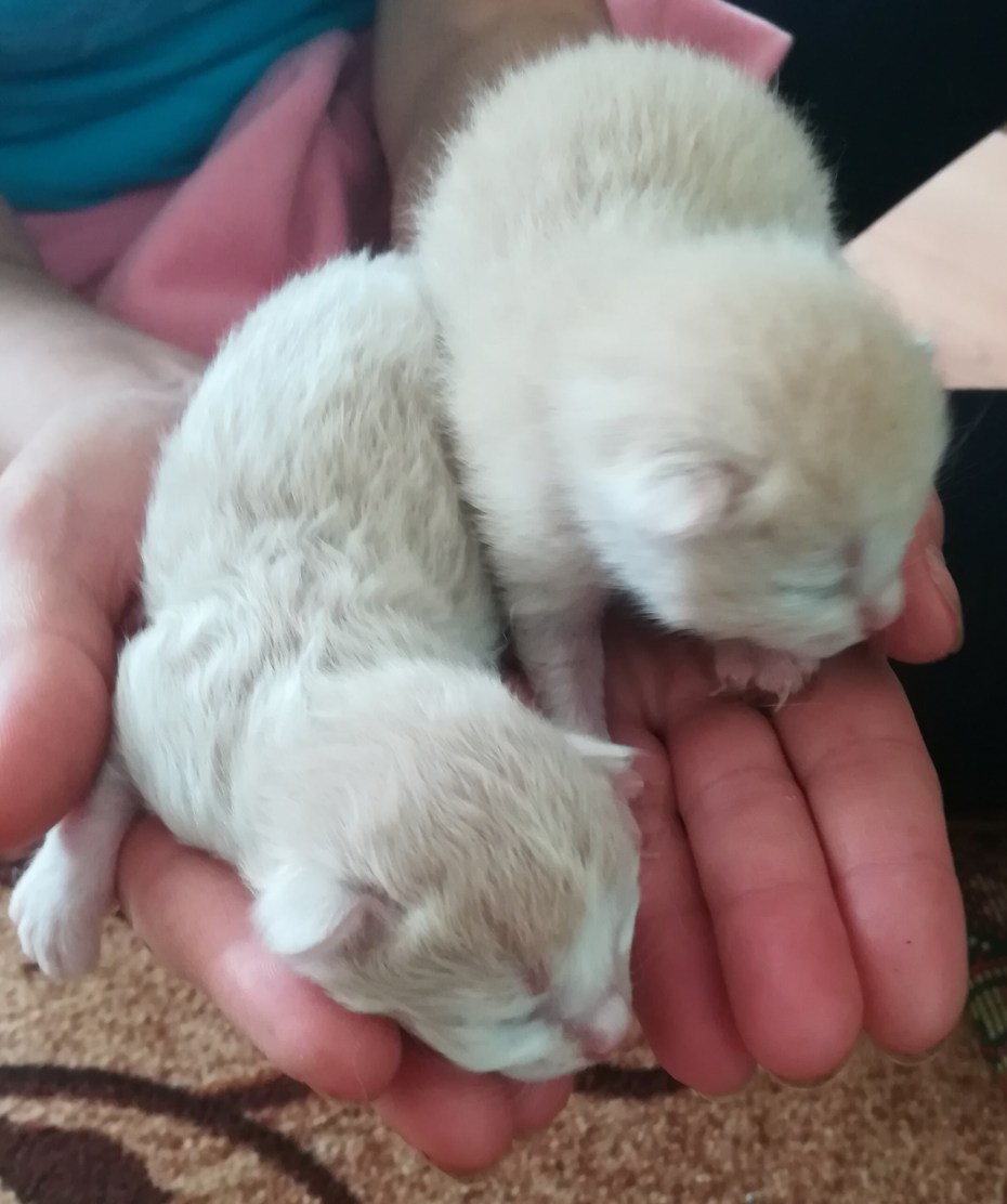 Новорожденный котенок