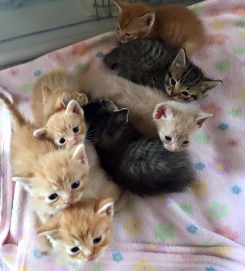 Новорождённые котята британцы