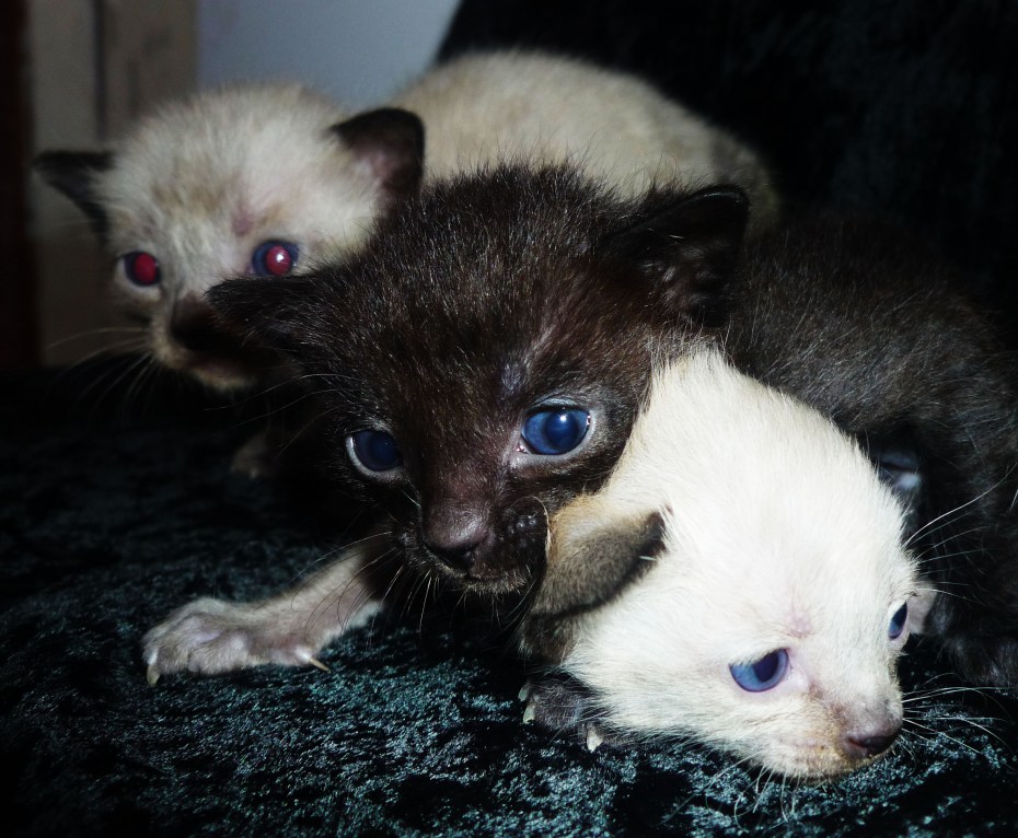 Котенок родился с 2 мордочками