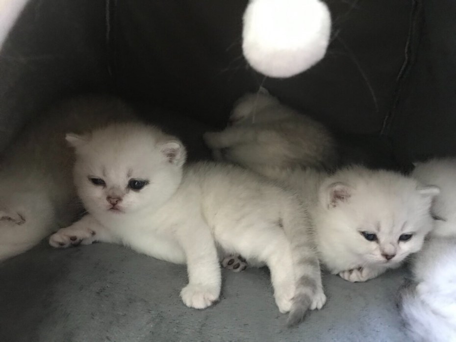 Маленькие новорождённые котята