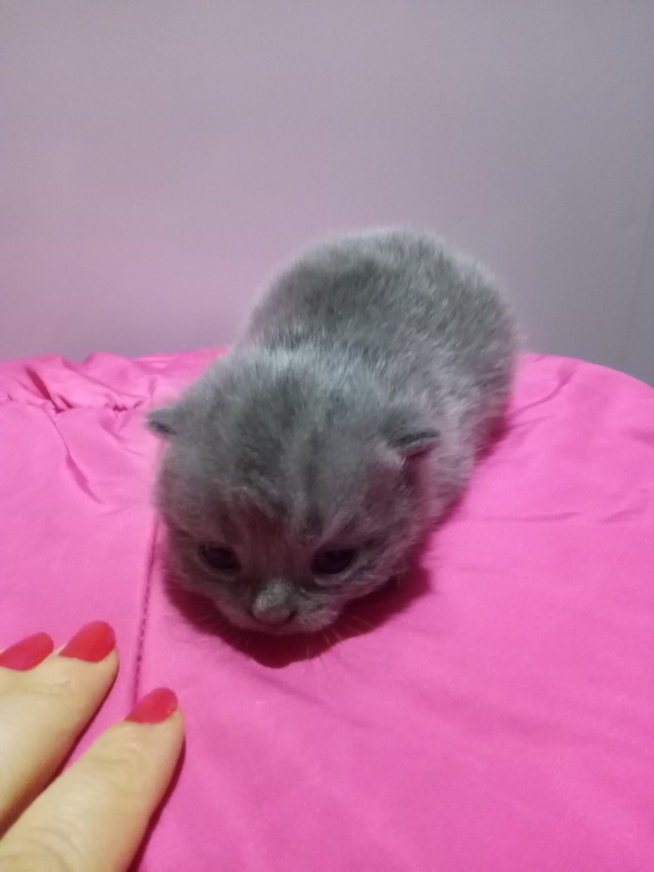 Новорожденные котята вислоухие Шотландские