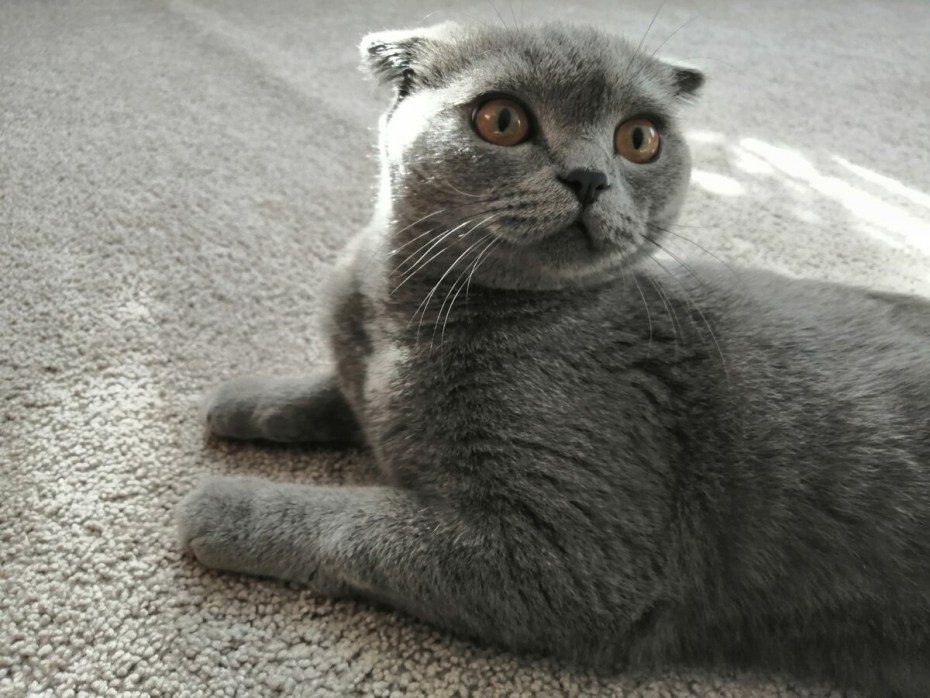 Кошка шиншилла Британская вислоухая