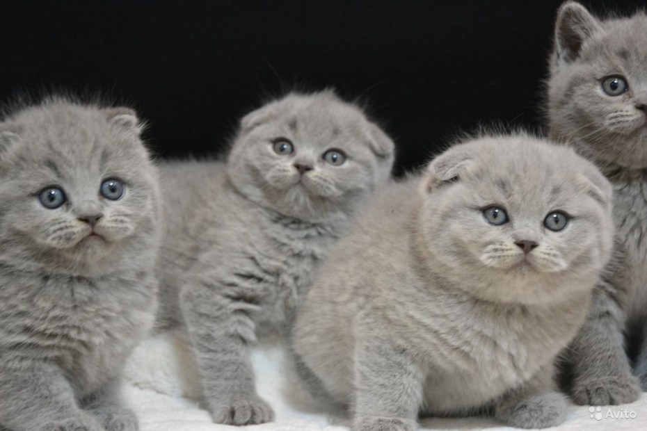 Британский кот вискас вислоухий