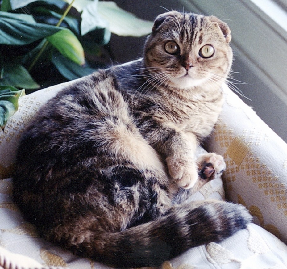 Шотландская вислоухая шиншилла