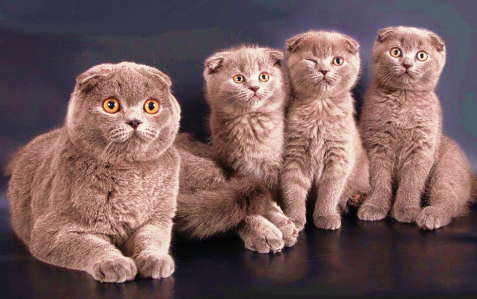 Кошка Шотландская окрас скоттиш фолд