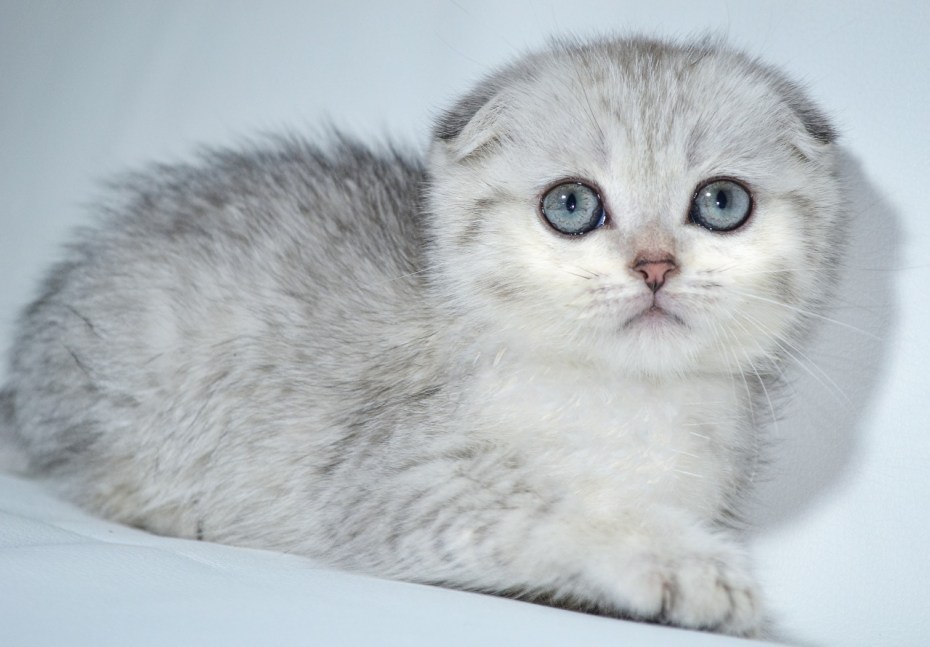 Шотланская Веселуха кошка