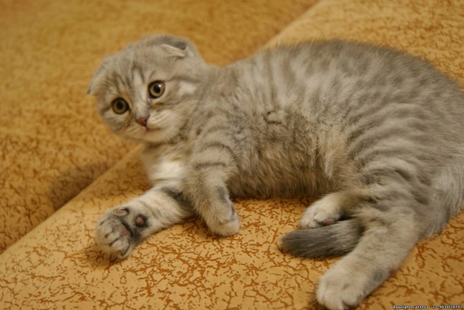 Шотландская вислоухая кошка