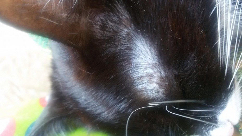 Шерсть кота