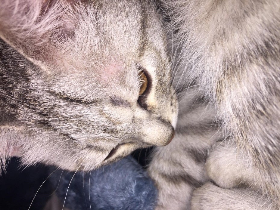Кошачий стригущий лишай