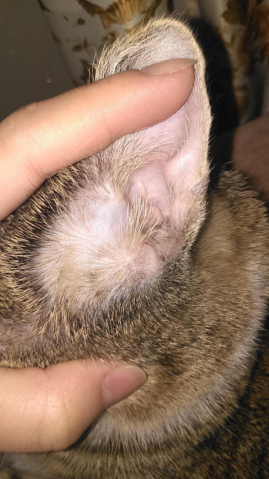 Залысины у кота над глазами