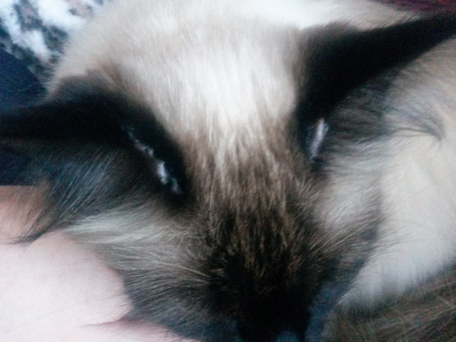 Залысина на ухе у котенка