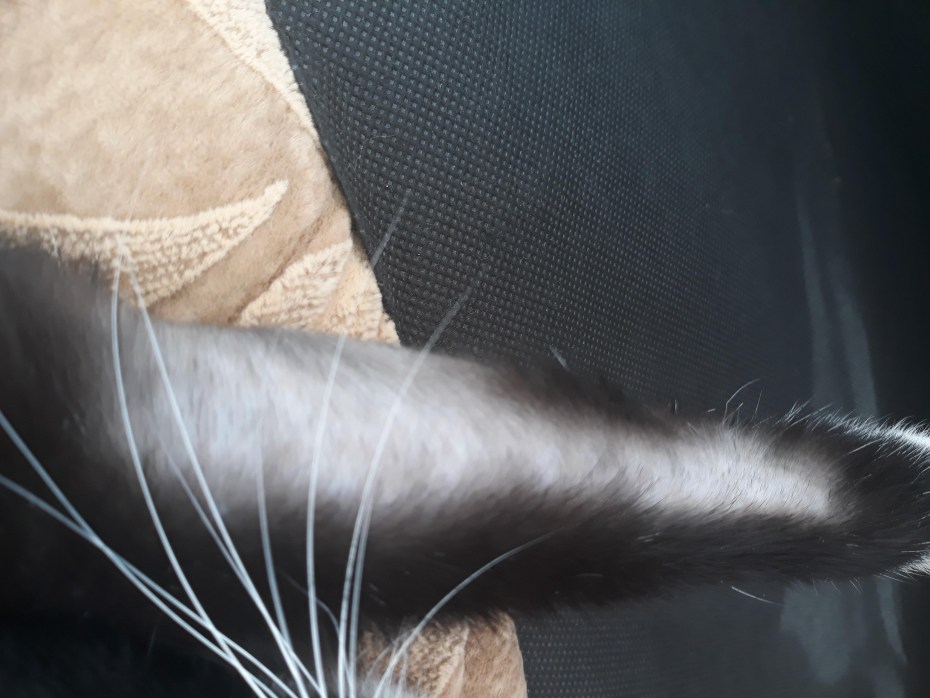 У кота мокнущие лысины