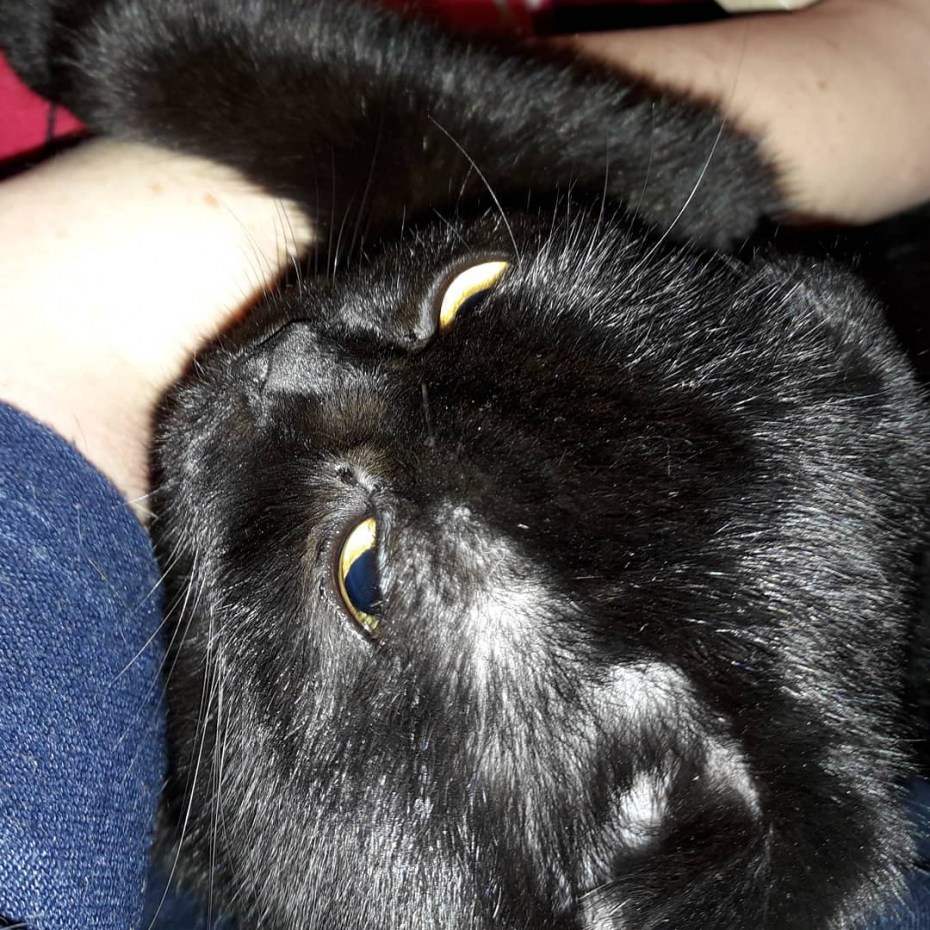 Кошачий стригущий лишай