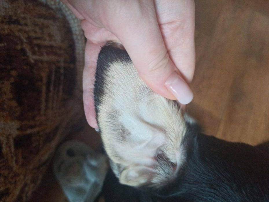 Залысины у кота над глазами
