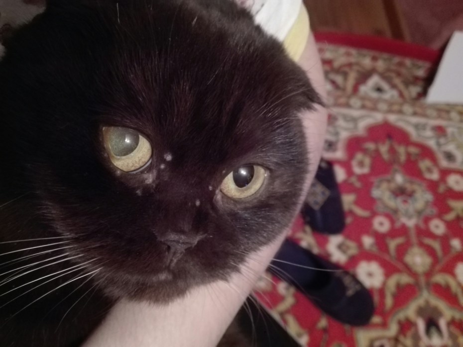 У котенка залысины над бровями