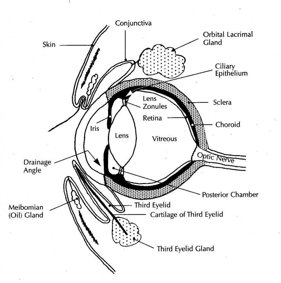 Схема строения глазного яблока животного