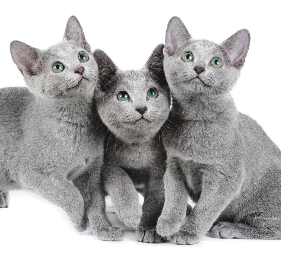 Русская голубая кошка