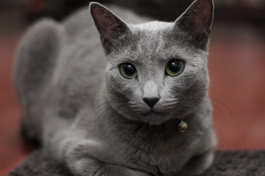 Сибирский голубая кошка короткошерстная