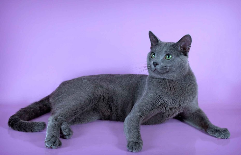 Сибирский голубая кошка короткошерстная