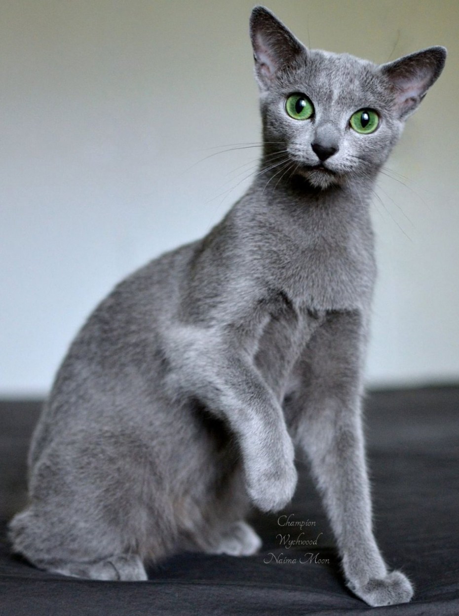 Коты русская голубая