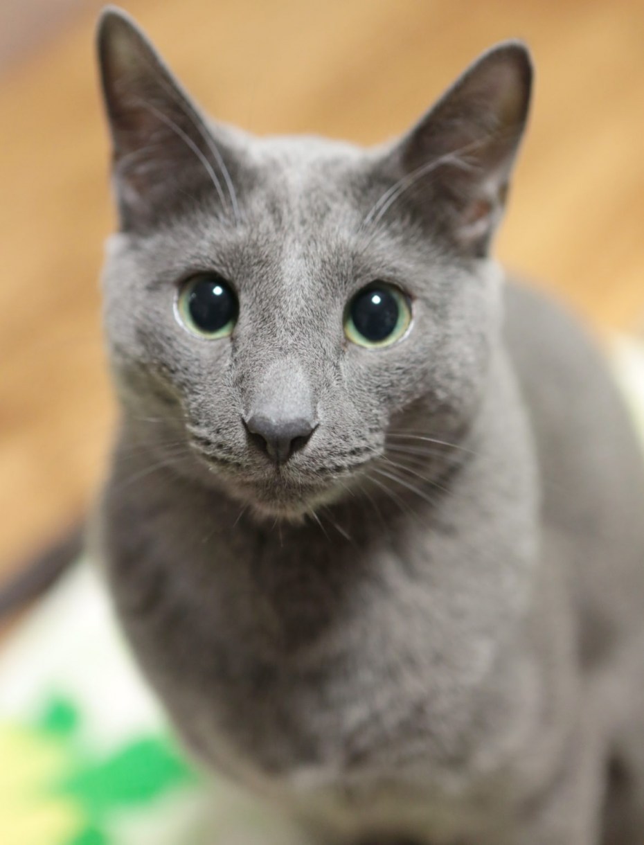 Русская голубая кошка
