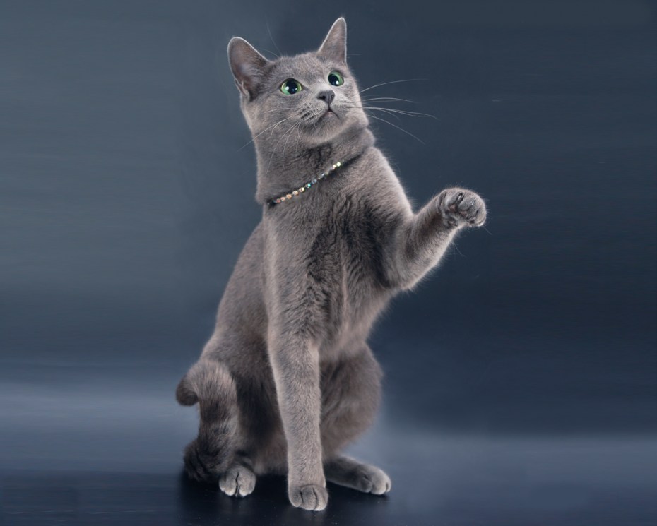 Русская голубая кошка