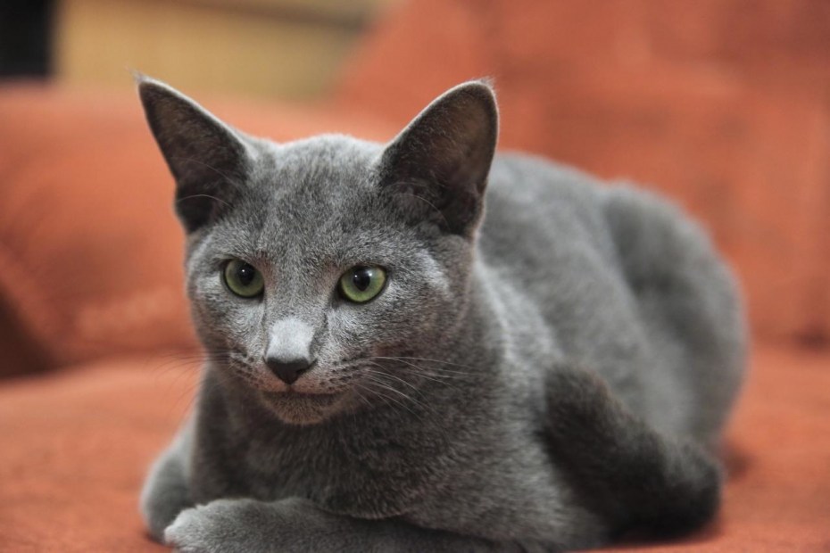 Сибирский голубая кошка короткошерстная